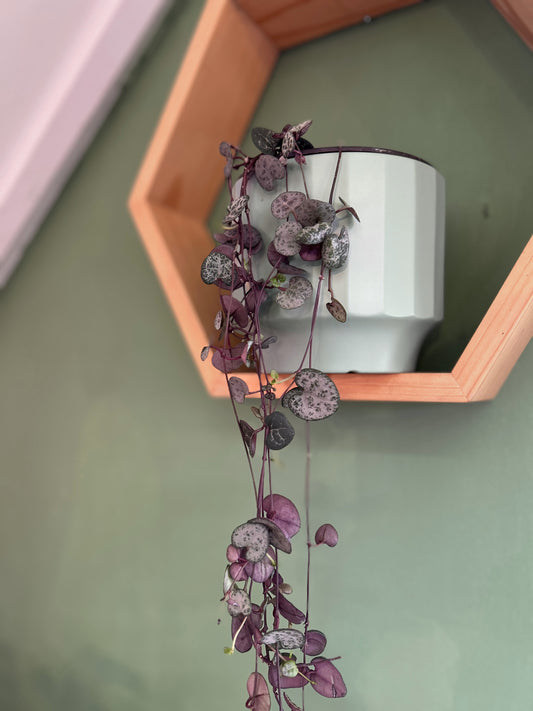 Ceropegia Woodii - Collar De Corazones