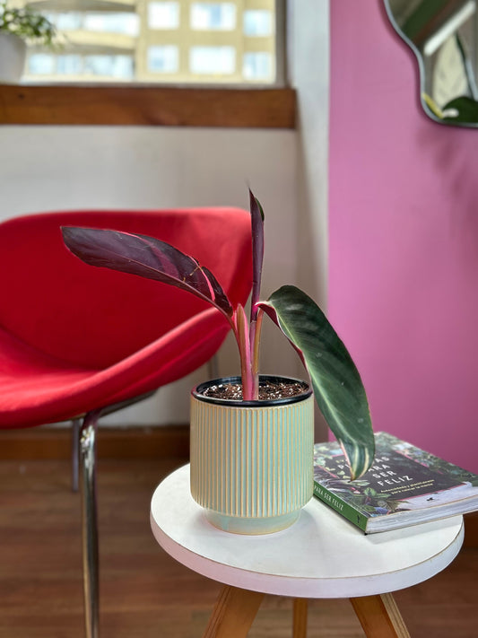 Calathea Triostar o Stromanthe Sanguínea S