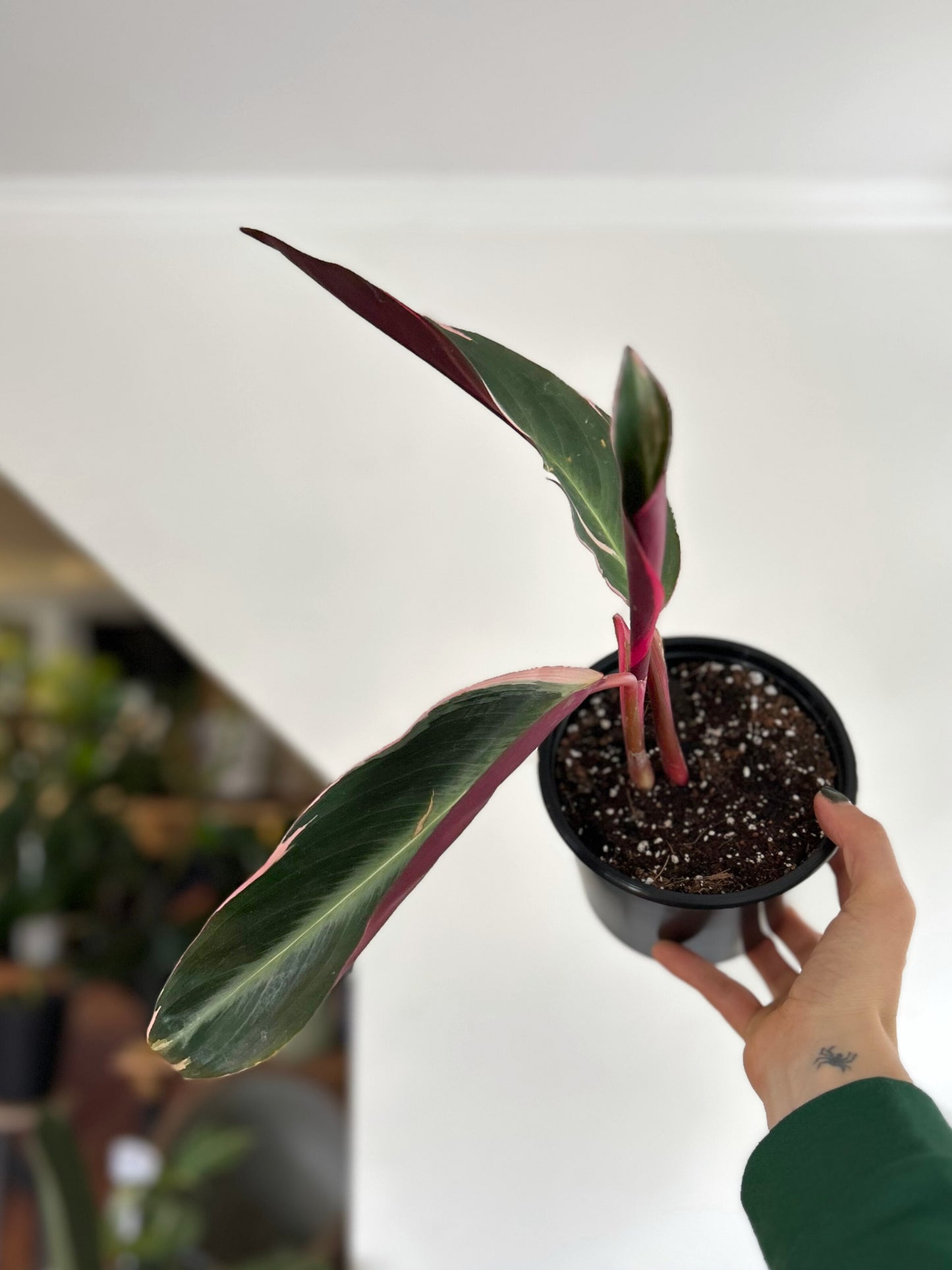 Calathea Triostar o Stromanthe Sanguínea S