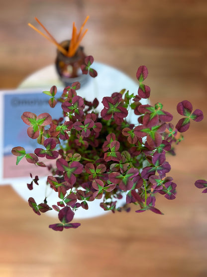 Oxalis corniculata o Trébol de la suerte