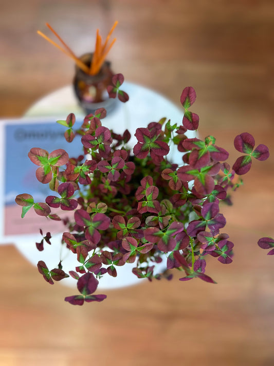 Oxalis corniculata o Trébol de la suerte