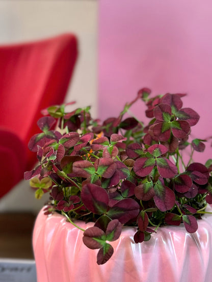 Oxalis corniculata o Trébol de la suerte