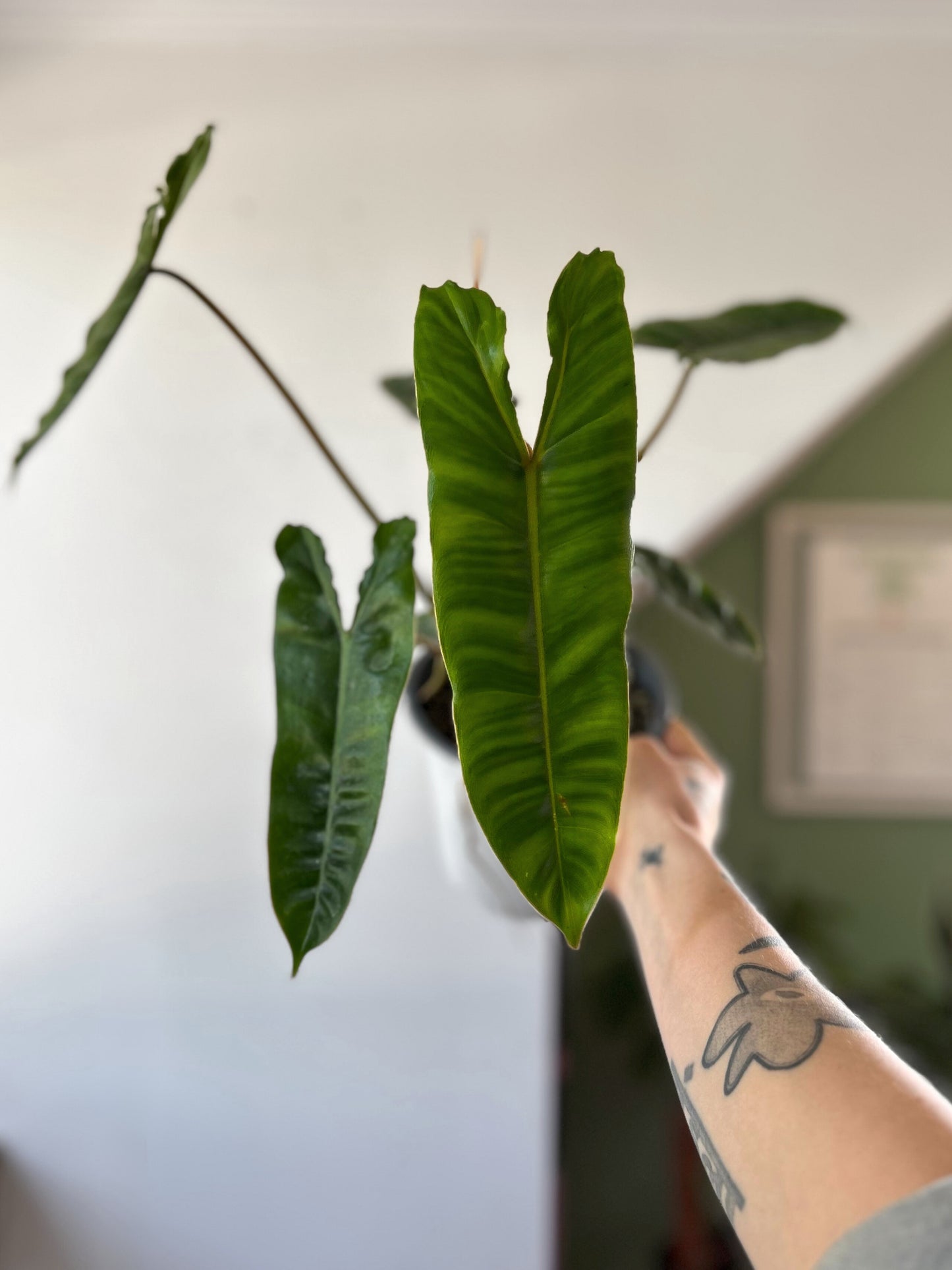 Filodendro Billetiae M