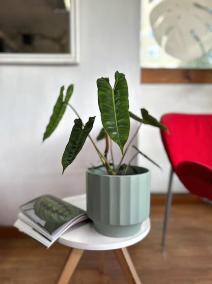 Filodendro Billetiae M