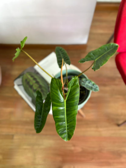 Filodendro Billetiae M