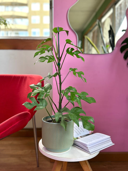 Raphidophora Tetrasperma L