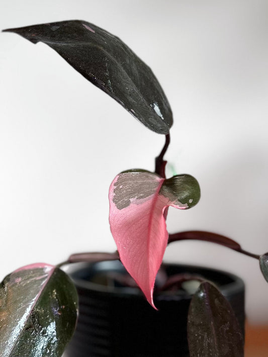 Filodendro Pink Princess