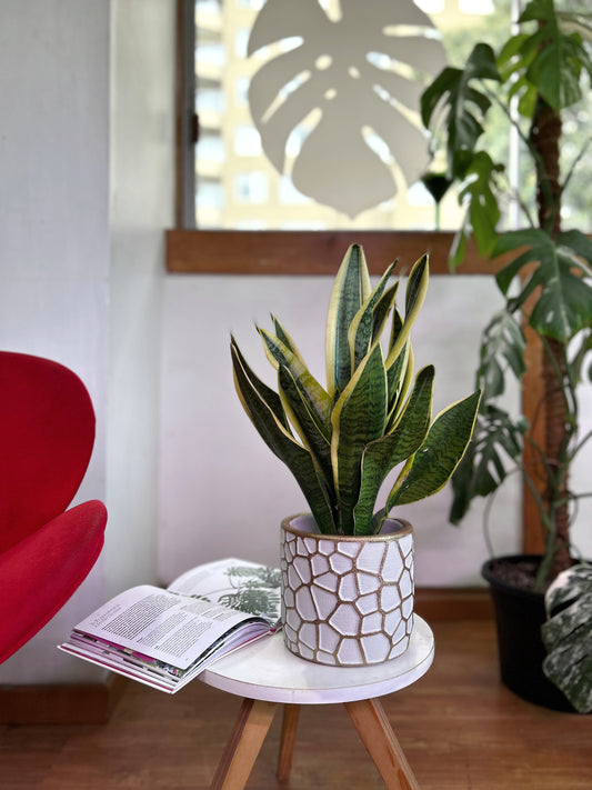 Sansevieria Trifasciata Superba M