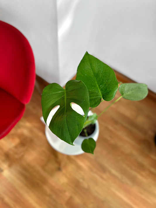 Monstera Deliciosa S