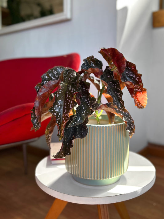 Begonia Cracklin Rosie