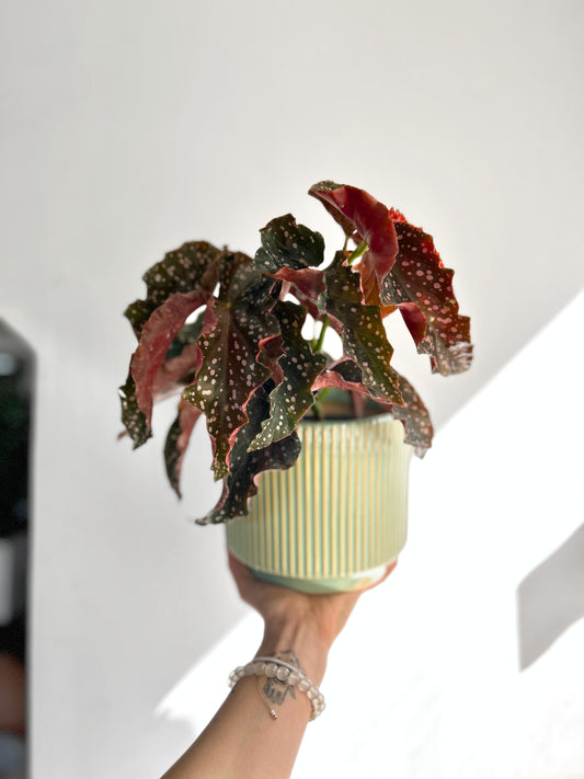 Begonia Cracklin Rosie