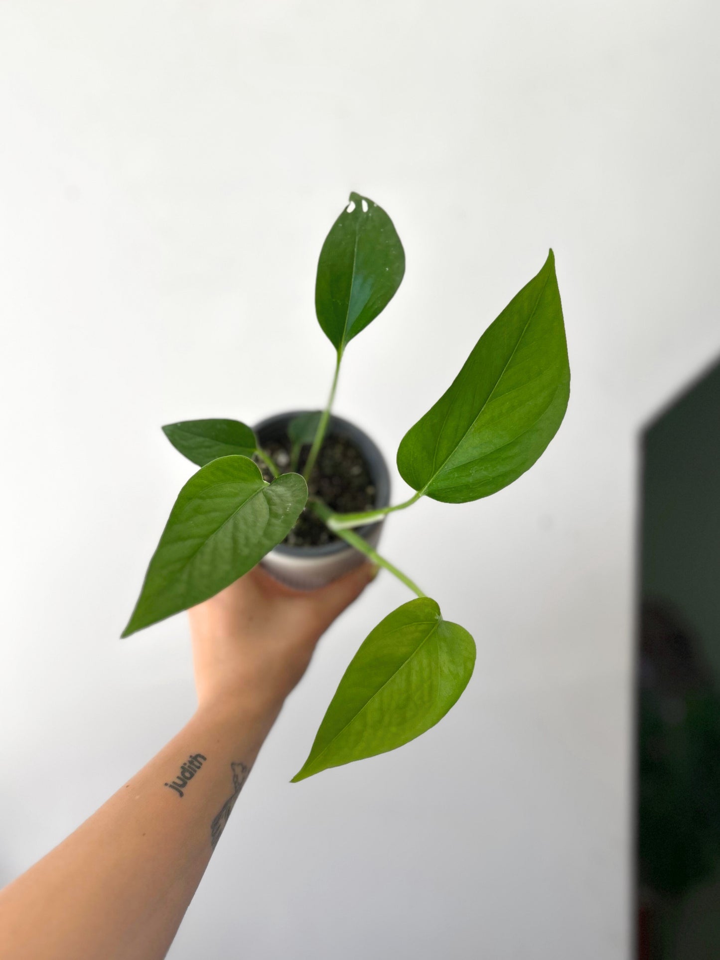 PotusJade o Epipremnum Aureum Jade