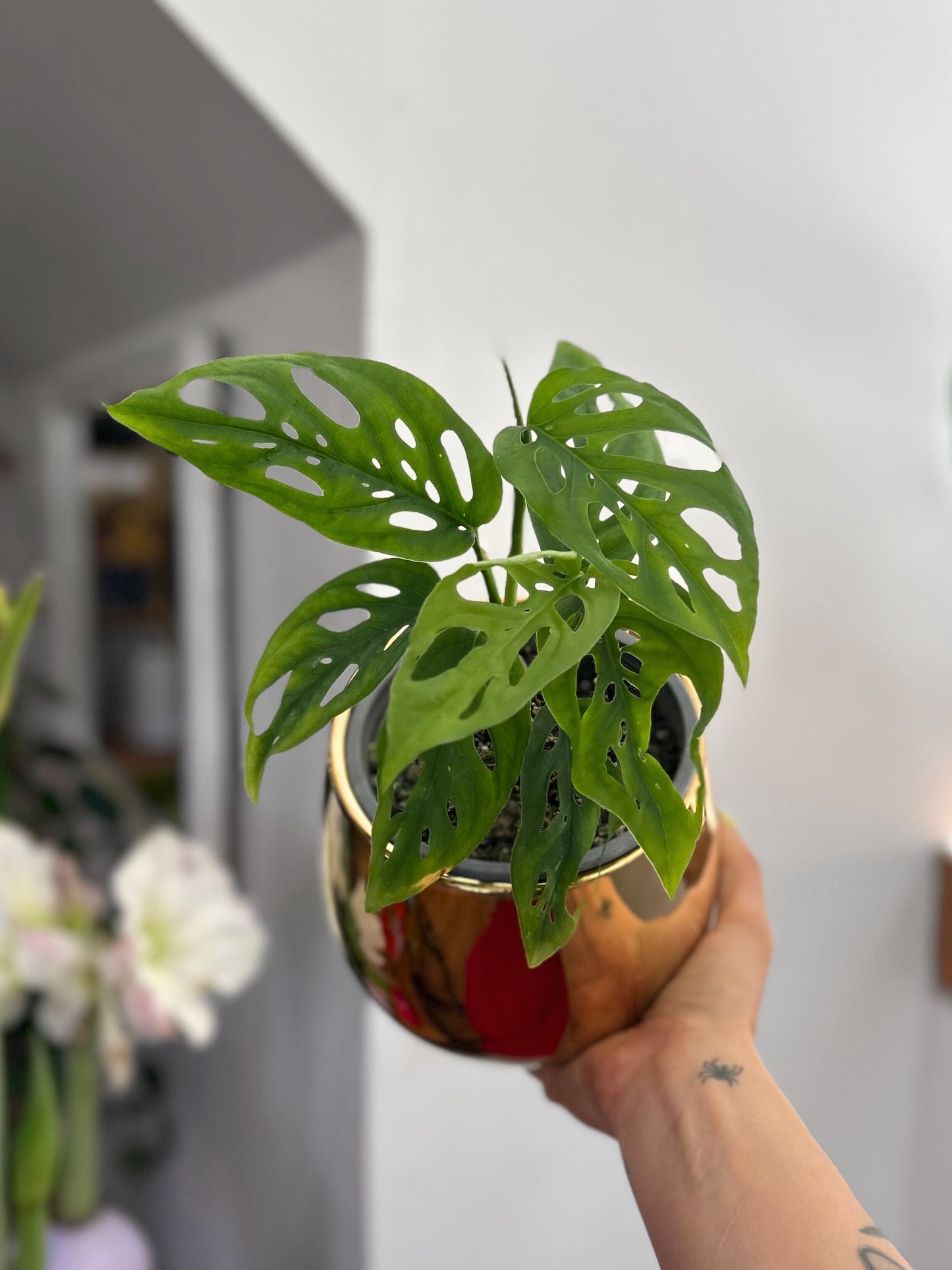 Monstera Adansonii hoja enana