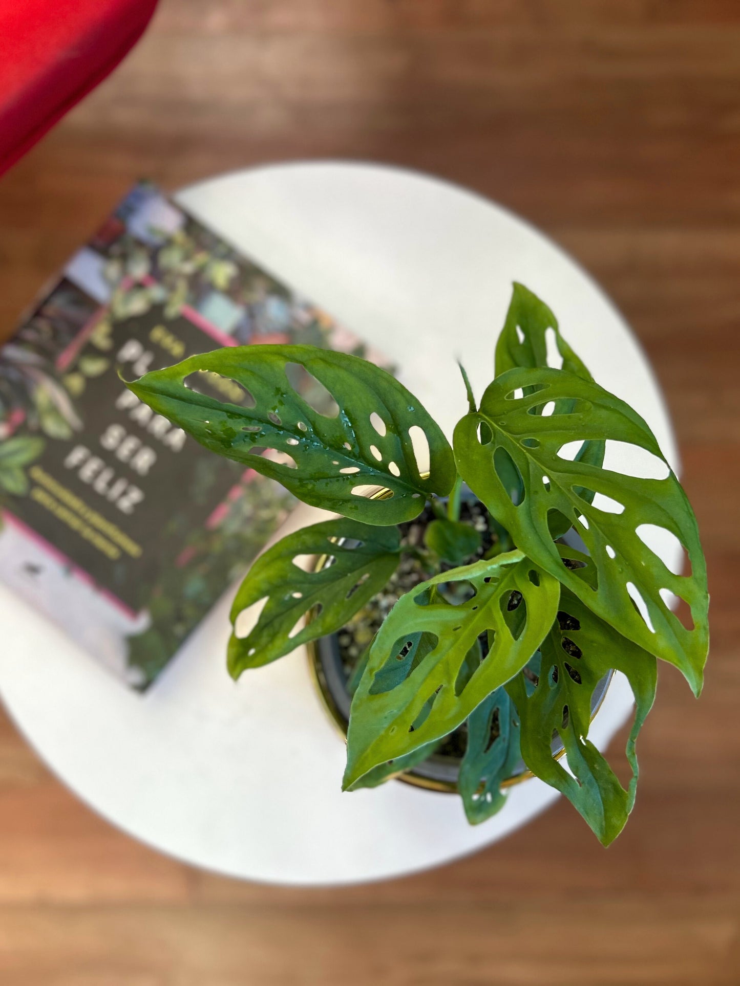 Monstera Adansonii hoja enana