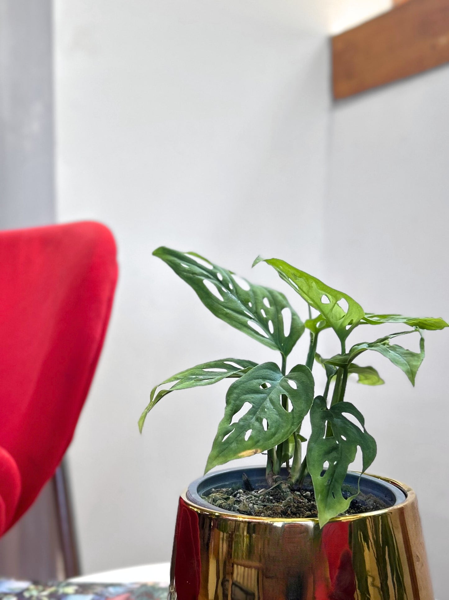 Monstera Adansonii hoja enana