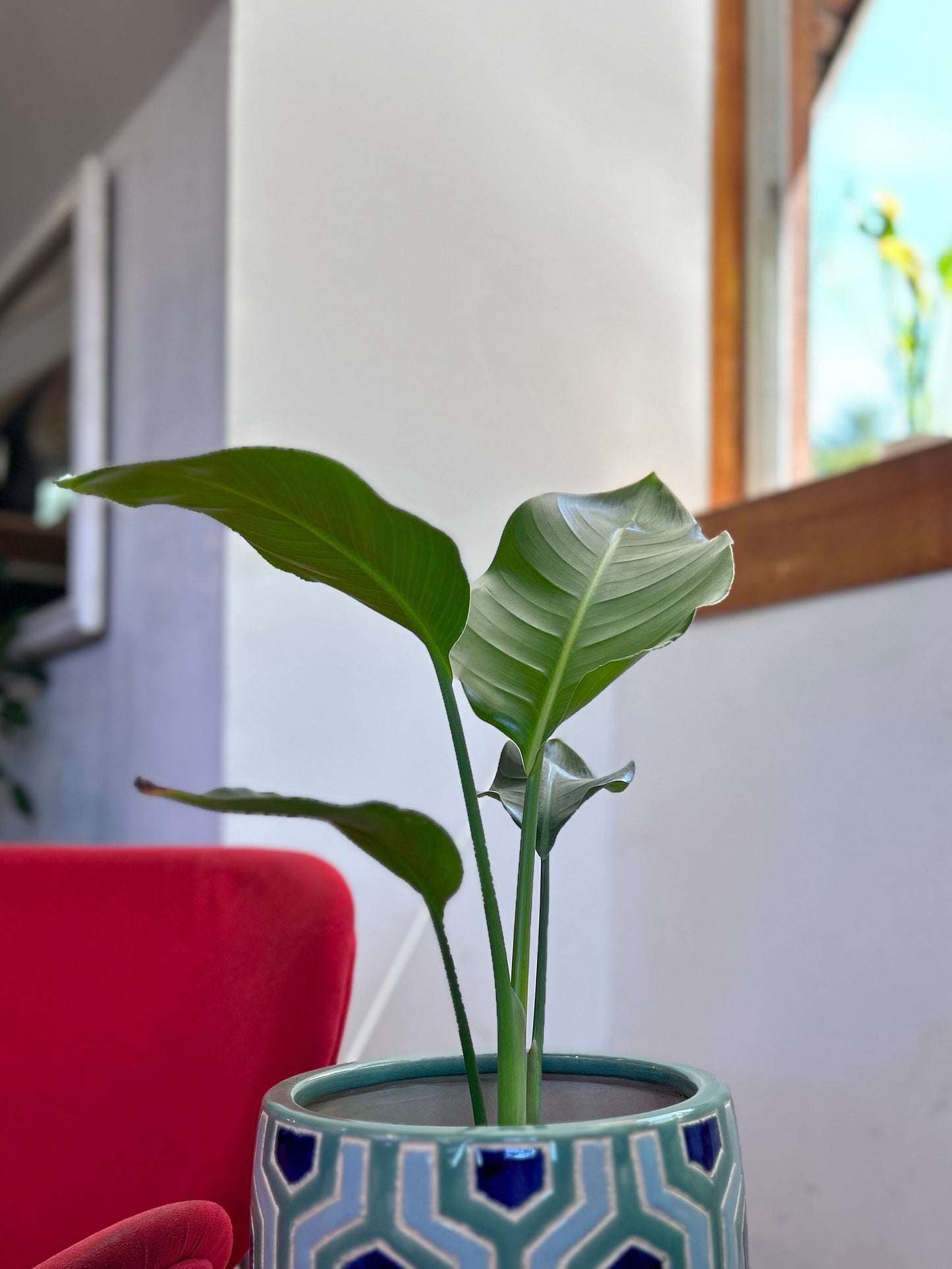 Strelitzia Nicolai - Ave Del Paraíso M