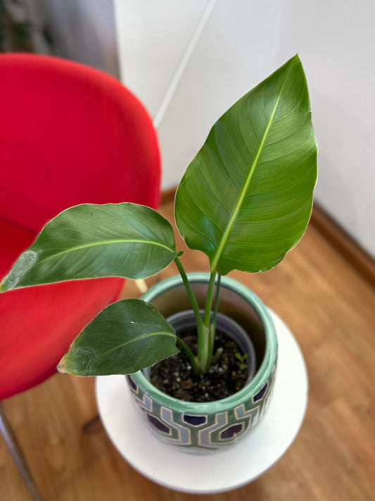 Strelitzia Nicolai - Ave Del Paraíso M