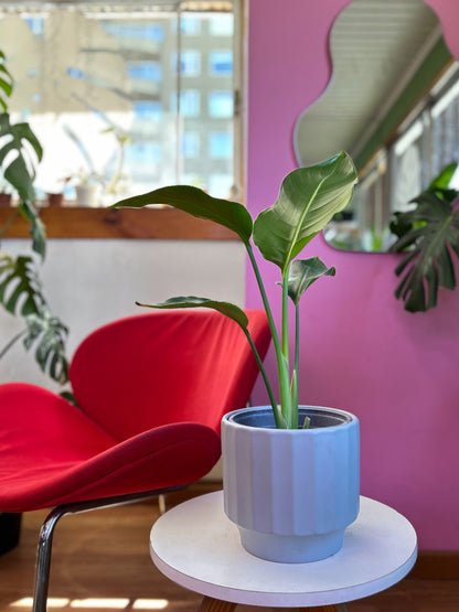 Strelitzia Nicolai - Ave Del Paraíso M