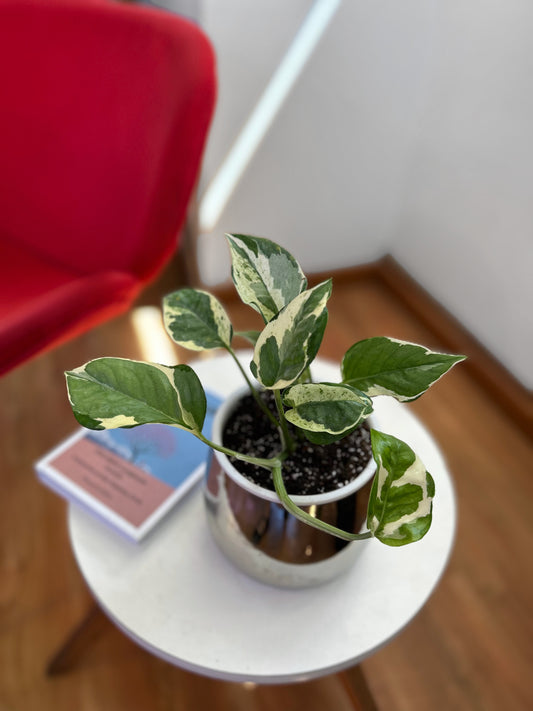 Potus Pearl & Jade o Epipremnum Pearl & Jade