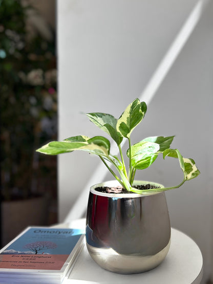 Potus Pearl & Jade o Epipremnum Pearl & Jade