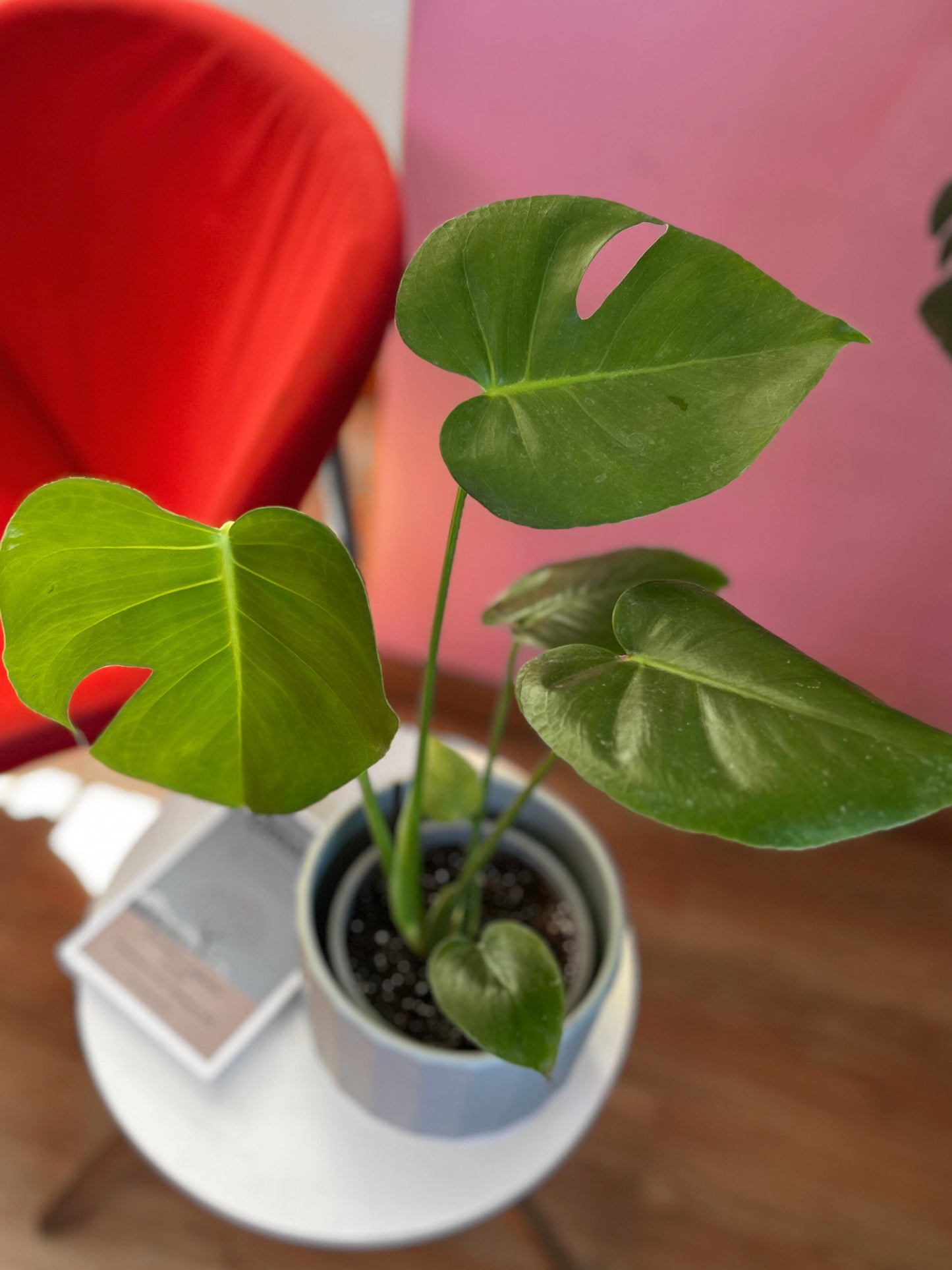 Monstera Deliciosa S