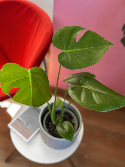 Monstera Deliciosa S