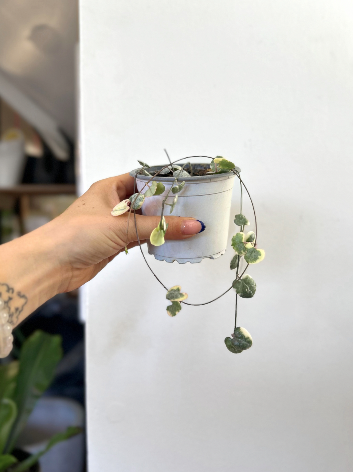 Ceropegia Woodii Variegada - Collar De Corazones