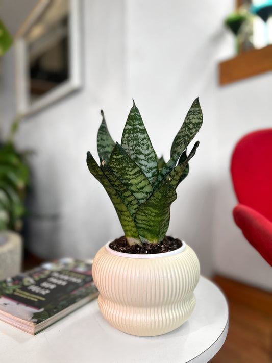 Sansevieria Compacta Green Hahnii
