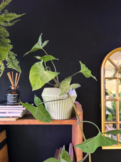 Singonio Podophyllum L