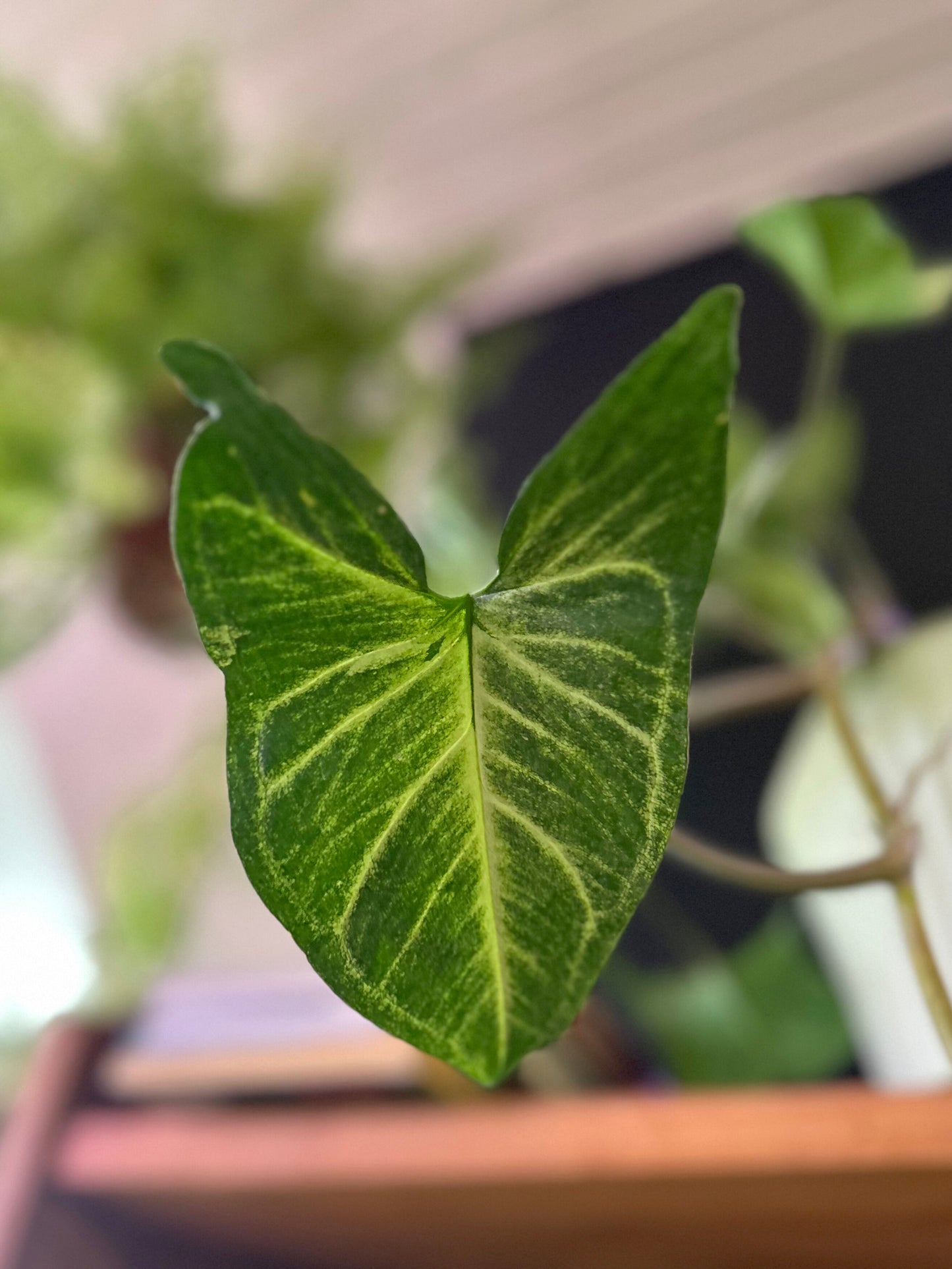 Singonio Podophyllum L