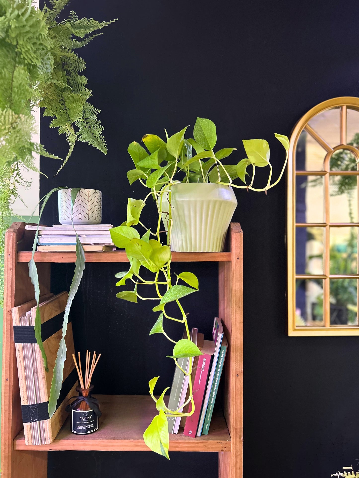 Epipremnum Neon o Potus Neon L