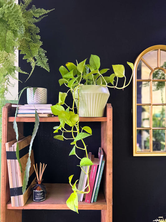 Epipremnum Neon o Potus Neon L