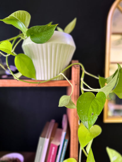 Epipremnum Neon o Potus Neon L