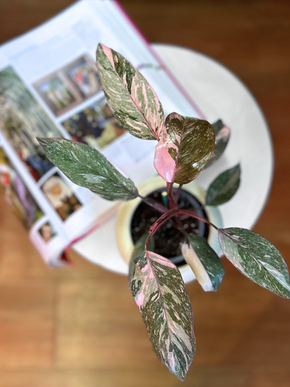 Filodendro Pink Princess Galaxy S