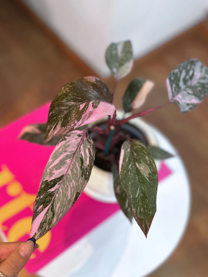 Filodendro Pink Princess Galaxy S