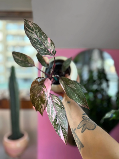 Filodendro Pink Princess Galaxy S
