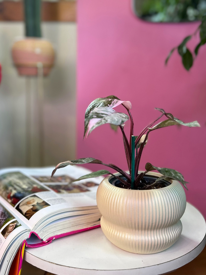 Filodendro Pink Princess Galaxy S