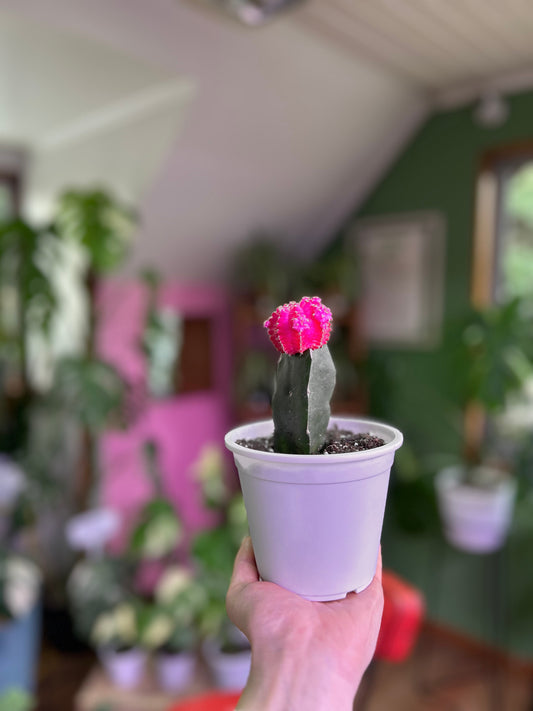 Cactus Injertado Fucsia