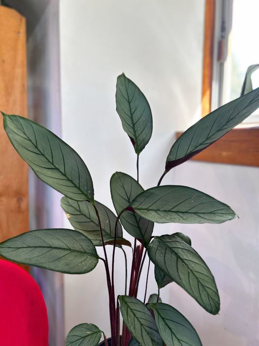 Ctenanthe Setosa Grey Star