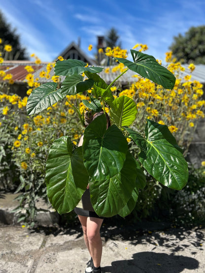 Alocasia Macrorrhiza - Manto De Eva XL 1,5 mts