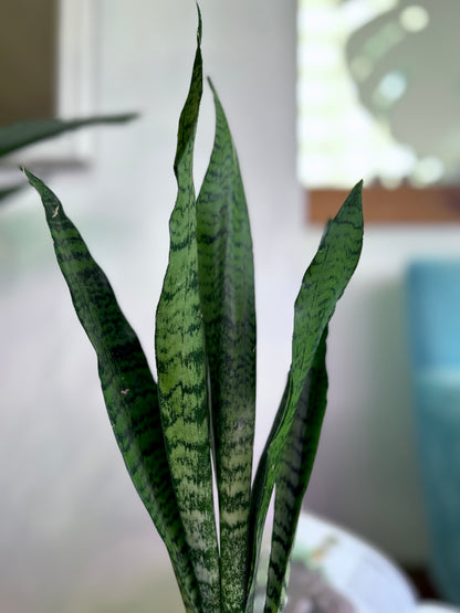 Sansevieria Trifasciata Zeylánica S