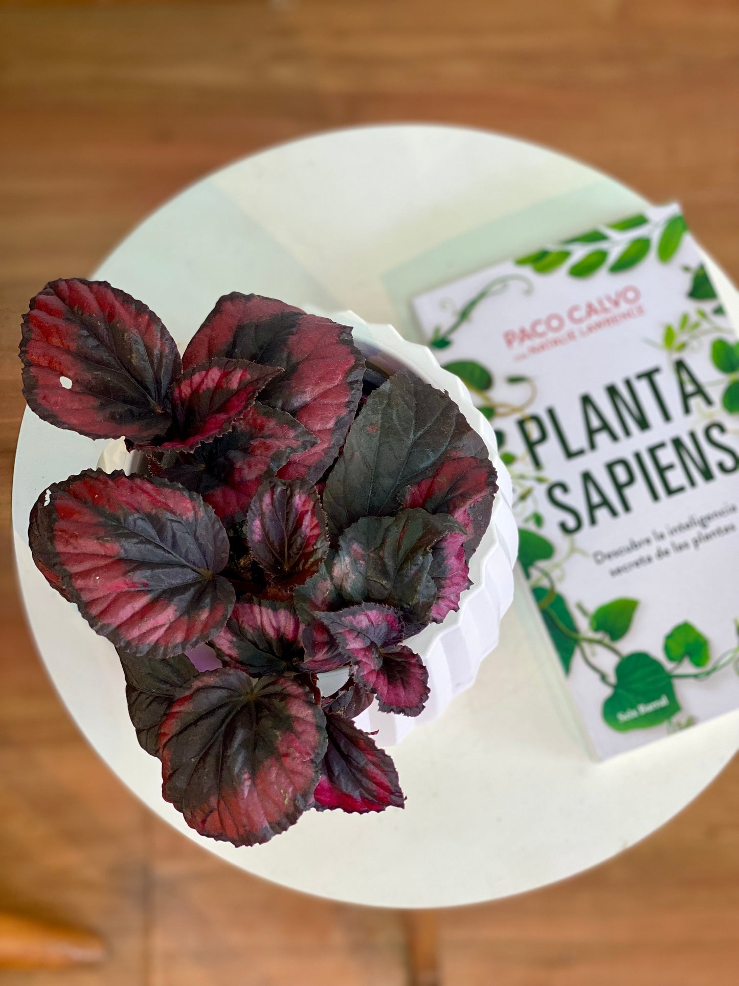 Begonia Rex Red Kiss M