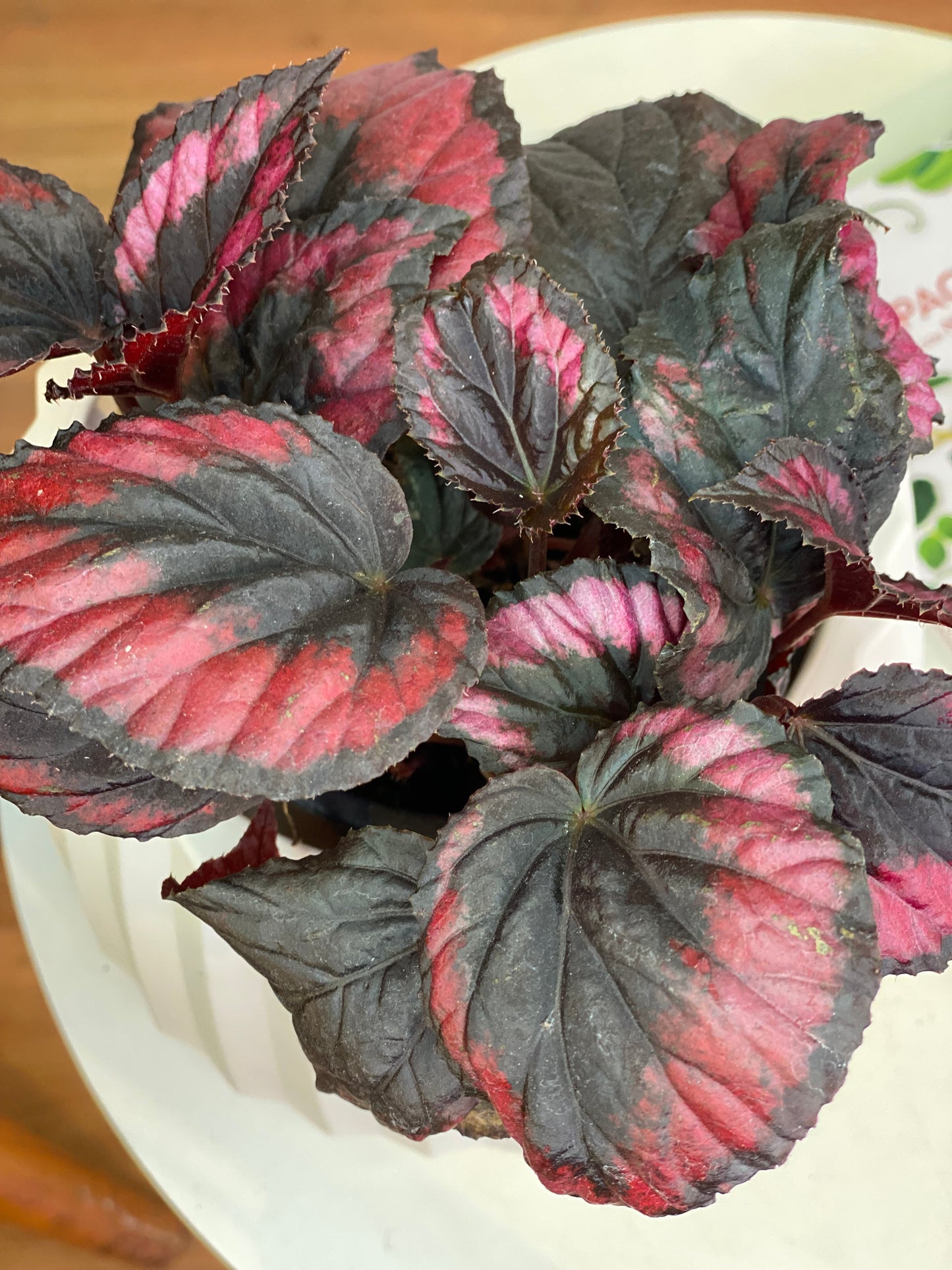 Begonia Rex Red Kiss M