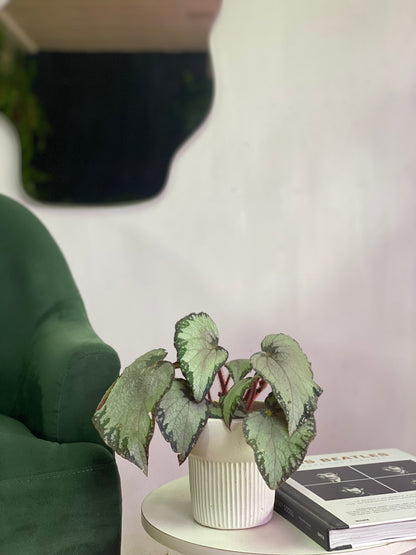 Begonia Rex silver