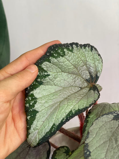 Begonia Rex silver