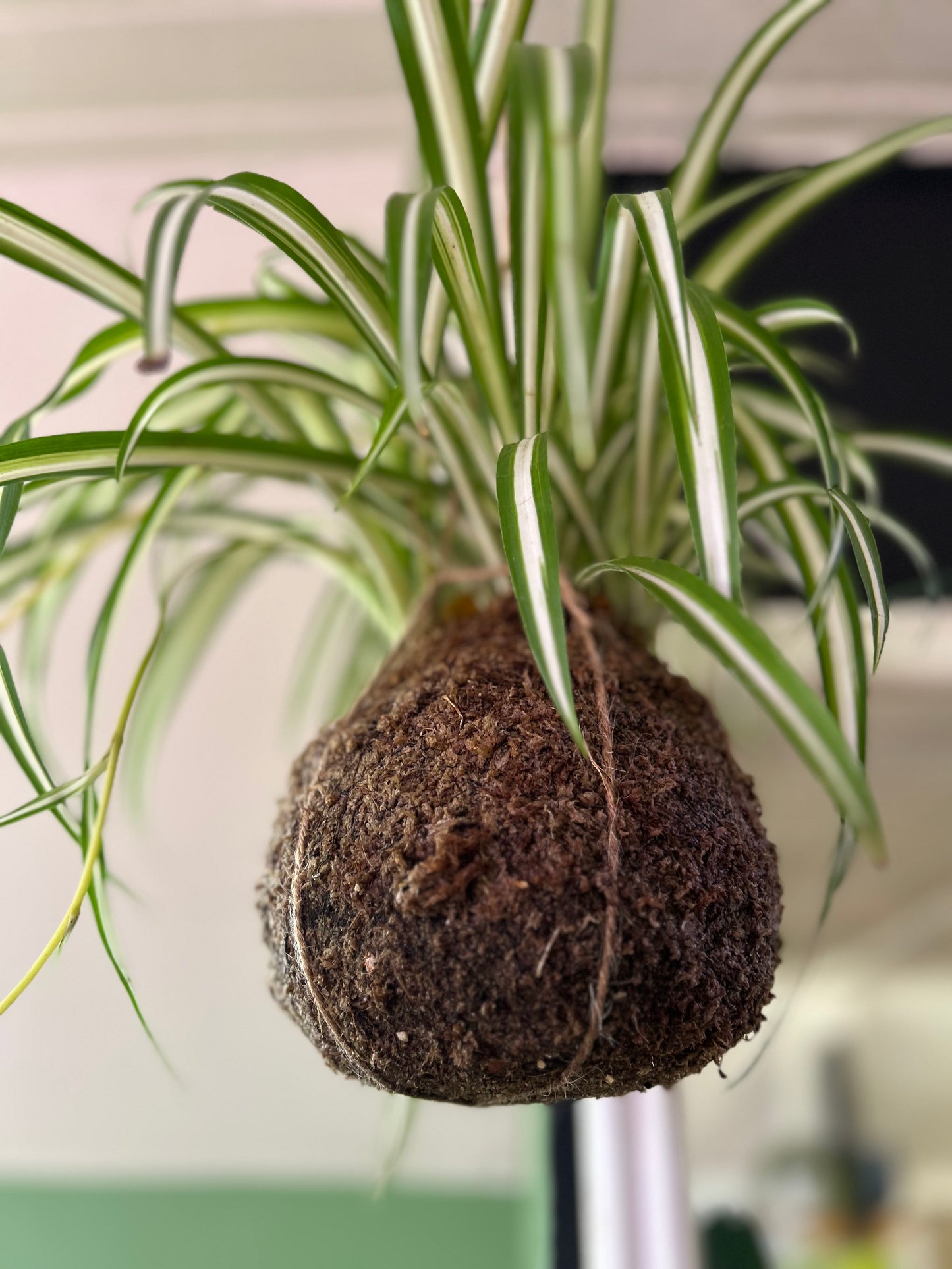 Planta Cinta en Kokedama