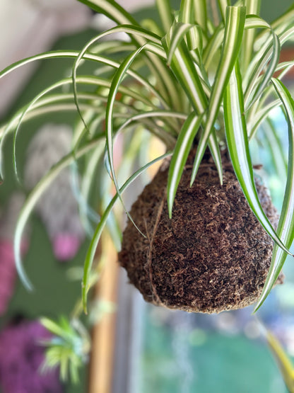 Planta Cinta en Kokedama
