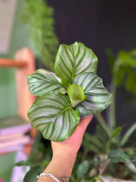 Calathea Orbifolia