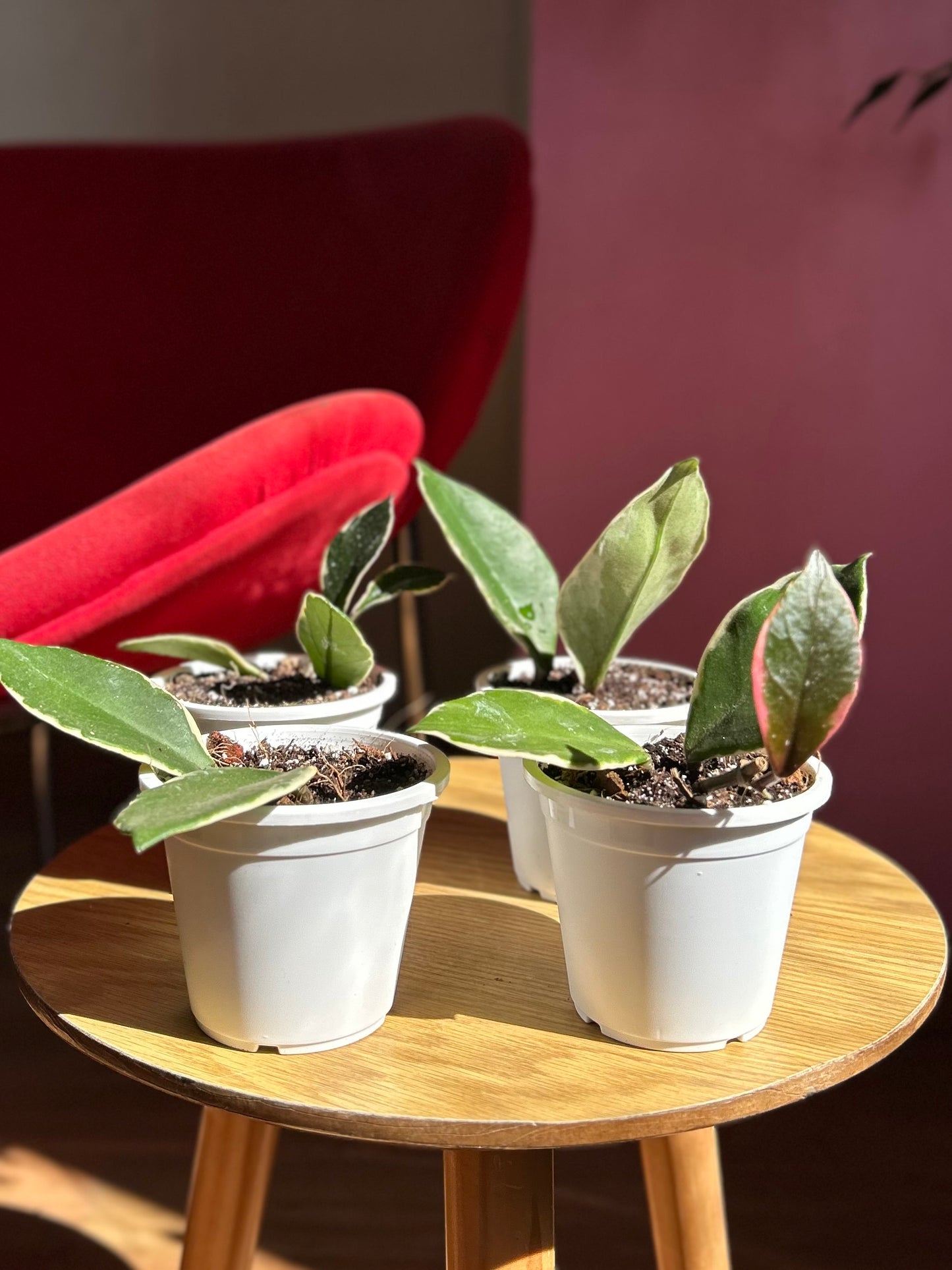 Plantín Hoya Krimson Queen