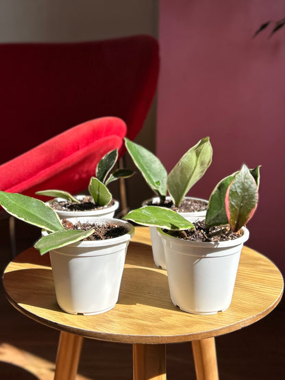 Plantín Hoya Krimson Queen